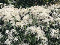 0ee70327-20190319 Clematis.jpg